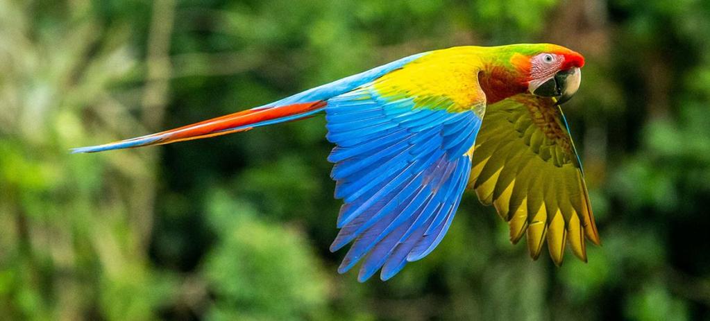 Se insta a los países de todo el mundo a invertir la pérdida de biodiversidad.