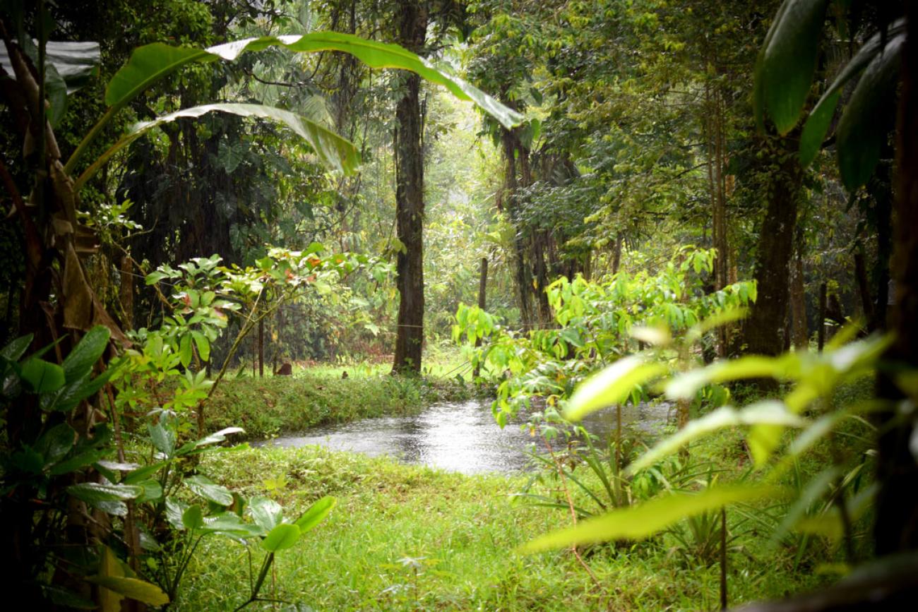 Un año en el bosque: un viaje en el tiempo por los ecosistemas