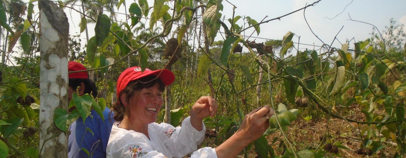 Sacha inchi: la ‘súper semilla’ que busca cultivar la paz en Colombia 