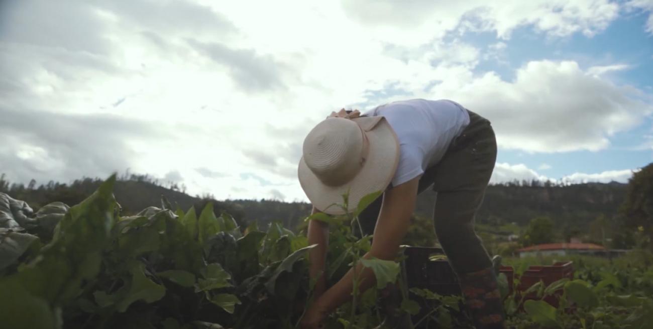 El trabajo y la paz en el campo