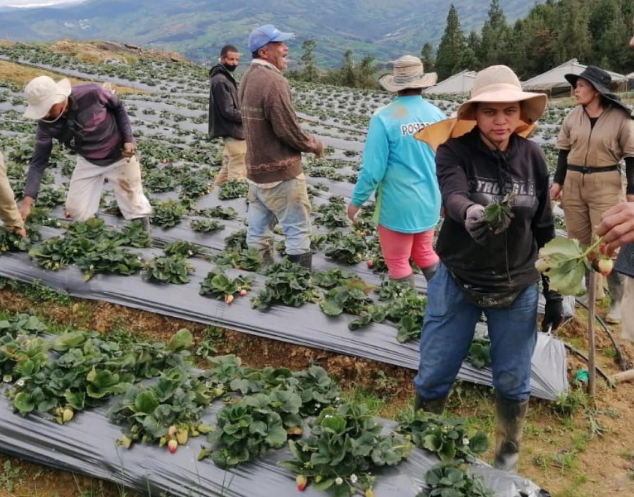 233 toneladas de fresa limpia vendieron 30 mujeres campesinas en Yarumal