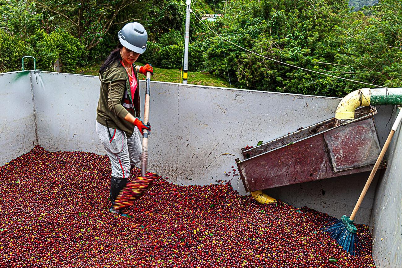 Agrosura, la empresa cafetera colombiana que reforzó ambientes de trabajo seguros