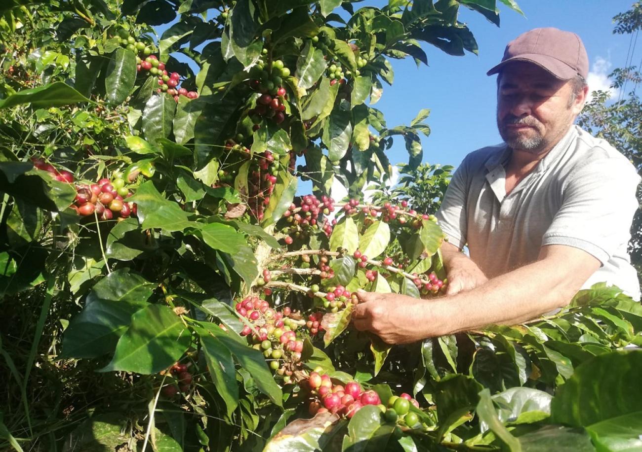 Proyecto Integral de Desarrollo Agropecuario y Rural (PIDAR) 790, Fredoia, Antioquia.Café de categoría Excelente y Muy Bueno Especial.