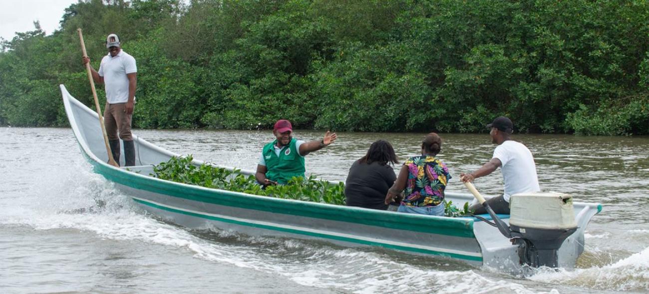 Las comunidades recolectan semillas de mangle y las cultivan en viveros locales. Luego, estas plántulas se llevan en bote a zonas afectadas por la deforestación ilegal o desastres naturales para su restauración.