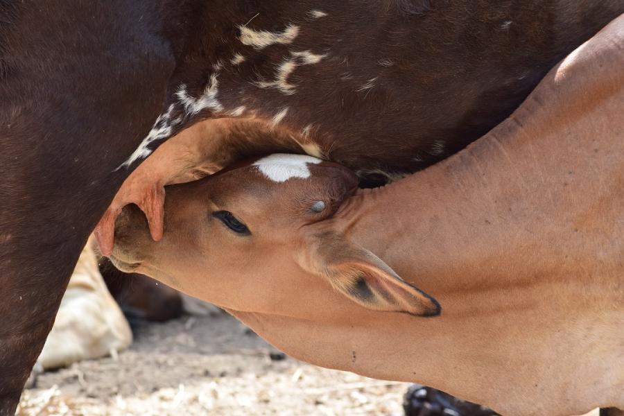 Cómo está la innovación en el sector lechero de Boyacá