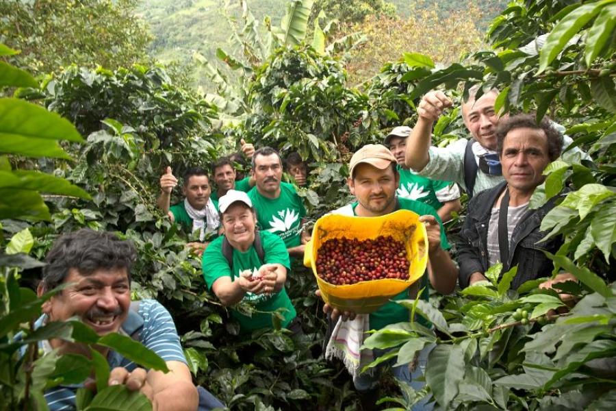 Grupo de caficultores en medio de una plantación de café mostrando la recolección de café