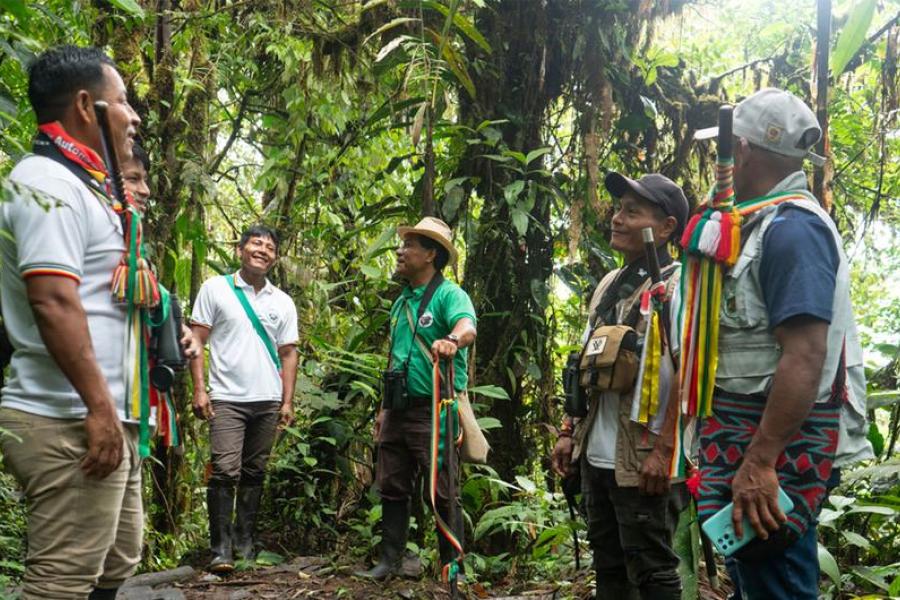 Las comunidades recolectan semillas de mangle y las cultivan en viveros locales. Luego, estas plántulas se llevan en bote a zonas afectadas por la deforestación ilegal o desastres naturales para su restauración.