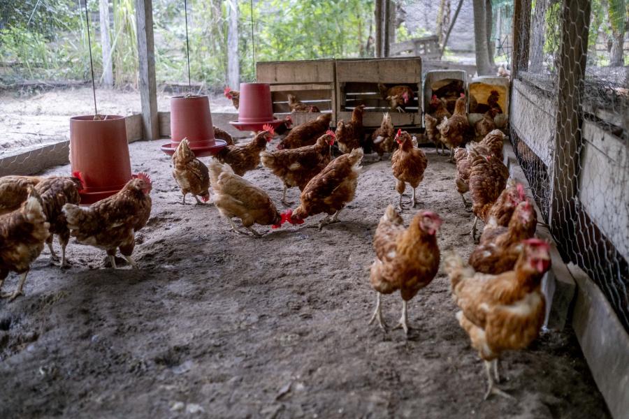 Gallinas de color marrón claro caminando libremente dentro de un gallinero amplio y techado, con comederos rojos y nidos de madera al fondo. El entorno muestra vegetación exterior a través del cercado.