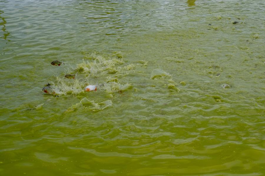 Agua verdosa de un estanque con movimiento y salpicaduras en la superficie, causado por peces alimentándose.