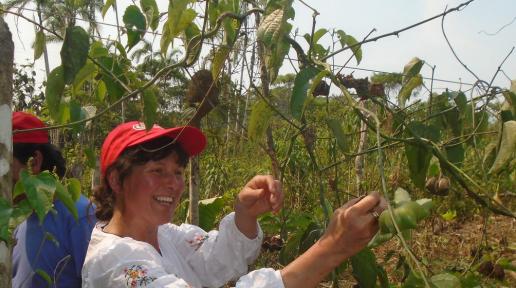 Sacha inchi: la ‘súper semilla’ que busca cultivar la paz en Colombia 