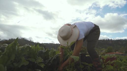 El trabajo y la paz en el campo