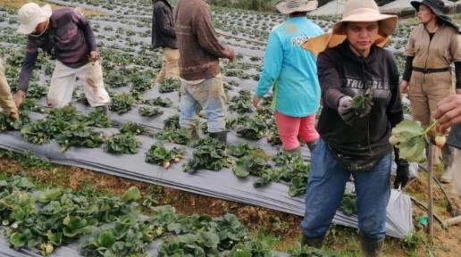 233 toneladas de fresa limpia vendieron 30 mujeres campesinas en Yarumal