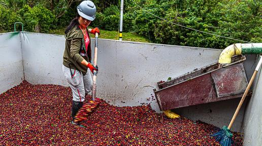 Agrosura, la empresa cafetera colombiana que reforzó ambientes de trabajo seguros