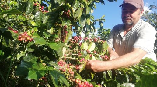 Proyecto Integral de Desarrollo Agropecuario y Rural (PIDAR) 790, Fredoia, Antioquia.Café de categoría Excelente y Muy Bueno Especial. 