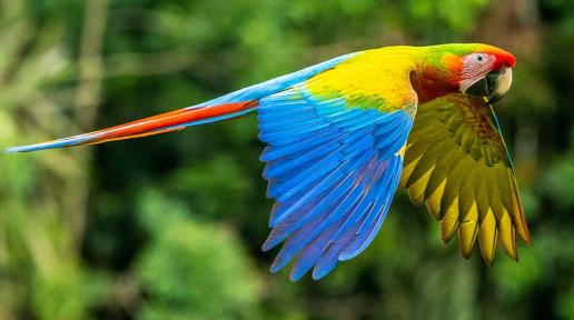 Se insta a los países de todo el mundo a invertir la pérdida de biodiversidad.