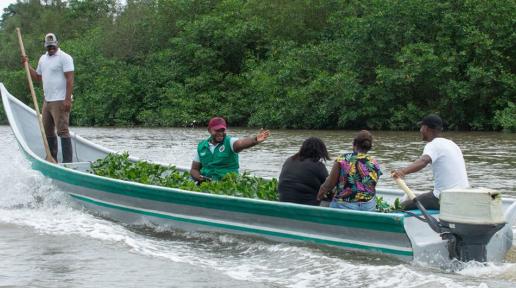 Las comunidades recolectan semillas de mangle y las cultivan en viveros locales. Luego, estas plántulas se llevan en bote a zonas afectadas por la deforestación ilegal o desastres naturales para su restauración.